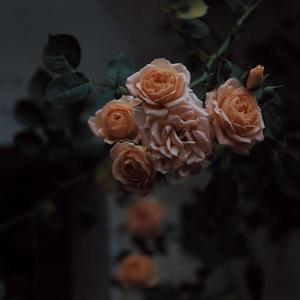 女生全裸不打码性交
